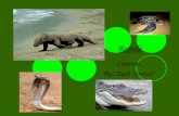 Reptile Caution By: Zach Spencer. Lizards Biggest: Komodo Dragon Smallest: Tokay Gecko Poisonous: Gila Monster Safest: Leopard Gecko Fun Facts: Lizards.