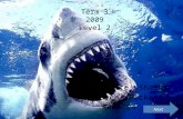 Term 3 2009 Level 2 Great White Sharks By Steven Pickett Room 24 Next.