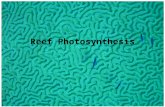 Reef Photosynthesis. Productivity the production of organic compounds from inorganic atmospheric or aquatic carbon sources – mostly CO 2 principally through.