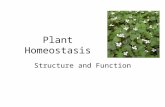 Plant Homeostasis Structure and Function. Flowers Organs of sexual reproduction in plants.