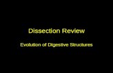 Dissection Review Evolution of Digestive Structures.