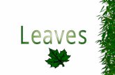 Function of leaves: Leaf Structures: Wide variety of shapes and sizes - important feature in plant identification Blade: Broad, flat portion of leaf Primary.