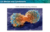 5.2 Mitosis and Cytokinesis Cells divide during mitosis.