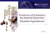 AP Biology 2010-2011 Evidence of Evolution by Natural Selection Testable Hypotheses.