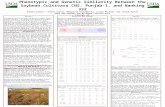Phenotypic and Genetic Similarity Between the Soybean Cultivars CNS, Punjab-1, and Nanking 332 Andrew Scaboo*, Thomas Carter, Margarita Villagarcia, Lilian.