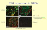 CB1 expression in DRGs. Pharmacological tools Selectivity and affinity of CB1 agonists are suboptimal (Pertwee 2009)