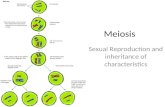 Meiosis Sexual Reproduction and inheritance of characteristics.