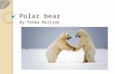 Polar bear By:Tonka Mrzljak. HABITAT polar bear is a marine mammal because it spends many months of the year at sea However, it is the only living "marine.