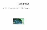 Habitat In the Arctic Ocean. Description Brown 800 pounds 10 feet.