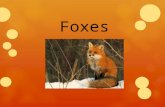 Foxes.  Foxes are omnivorous mammals belonging to the Canidae family. They are commonly referred to as wild dogs. There are 12 different species of foxes.