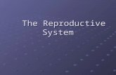 The Reproductive System. Introduction Reproduction is the mechanism by which the thread of life is sustained Reproduction is the mechanism by which the.