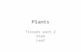 Plants Tissues part 2 Stem Leaf Plant TISSUES Dermal – Epidermis ( “ skin ” of plant) – single layer of tightly packed cells that covers & protects plant.