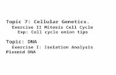 Topic 7: Cellular Genetics. Exercise II Mitosis Cell Cycle Exp: Cell cycle onion tips Topic: DNA Exercise I: Isolation Analysis Plasmid DNA.
