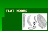 FLAT WORMS. Phylum Platyhelminthes  Simple animals with soft leaflike or ribbonlike bodies, and includes flatworms, flukes, and tapeworms  Around 20,000.