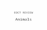 EOCT REVIEW Animals. PORIFERA Asymmetrical Filter Feeder (collar cells, choanocytes, capture food with flagella) Amoebocytes are cells that digest and.