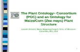 1 The Plant Ontology TM Consortium (POC) and an Ontology for Maize/Corn (Zea mays) Plant Structure Leszek Vincent, Maize Mapping Project, Univ. of Missouri-
