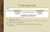 Transposon “Jumping Genes” DNA Sequence that moves from one location to another Insertion Sequence “retro” – made with transcriptase (like virsuses)