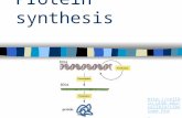 Protein synthesis  mb.edu/cellbio/r ibosome.htm.