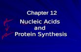 Chapter 12 Nucleic Acids and Protein Synthesis. DNA: Structure and Shape Composition: a nucleotide has these 3 things: Composition: a nucleotide has these.