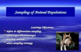 Sampling of Animal Populations Learning Objectives:  define & differentiate sampling  advantages/disadvantages sampling method sampling method  select.