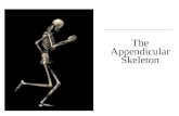 C h a p t e r 8 The Appendicular Skeleton. An Introduction to the Appendicular Skeleton  The Appendicular Skeleton  126 bones  Allows us to move and.