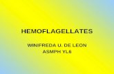HEMOFLAGELLATES WINIFREDA U. DE LEON ASMPH YL6. HEMOFLAGELLATES BLOOD AND TISSUES TRYPANOSOMA LEISHMANIA ARTHROPOD BORNE KINETOPLASTIDA- differ from other.