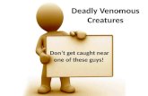 Deadly Venomous Creatures Don’t get caught near one of these guys!
