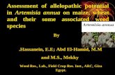 Assessment of allelopathic potential in Artemisia annua on maize, wheat and their some associated weed species By Hassanein, E.E; Abd El-Hamid, M.M. and.