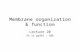Membrane organization & function Lecture 20 Ch 11 pp365 - 386.