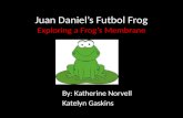 Juan Daniel’s Futbol Frog Exploring a Frog’s Membrane By: Katherine Norvell Katelyn Gaskins.