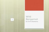 Wild Bergamot By Emma Bjeldanes How does it look? …
