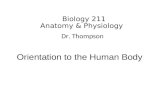Biology 211 Anatomy & Physiology I Dr. Thompson Orientation to the Human Body.