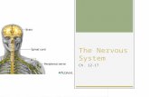 The Nervous System Ch. 12-17. The Nervous System Introduction  Composed of  Brain  Spinal Cord  Nerves  2 Major Subdivisions  CNS (Central Nervous.