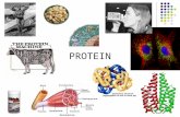 PROTEIN. Somatic Protein: Function Cellular growth, maintenance. Hormones Acid base regulation Water regulation Enzymes Transporters Antibodies Neurotransmitters.