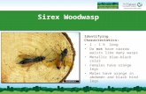 Sirex Woodwasp Identifying Characteristics: 1 – 1 ½” long Do not have narrow waists like many wasps Metallic blue-black color Females have orange legs.