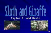 Taylor S. and Devin Mammals There are five different groups of animals with vertebrates. Reptiles Fish Amphibians Birds.