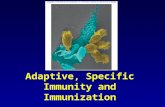 1 Adaptive, Specific Immunity and Immunization. 2 Specific Immunity – Adaptive Line of Defense The production of specific antibodies by a dual system.