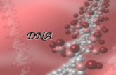 1 DNA. 2 DNA  Deoxyribonucleic acid  found in the nucleus of every cell  DNA and proteins make up chromosomes – contain traits  sections of it make.