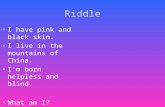 Riddle I have pink and black skin. I live in the mountains of China. I'm born helpless and blind. What am I?