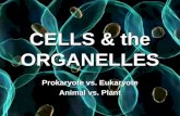 CELLS & the ORGANELLES Prokaryote vs. Eukaryote Animal vs. Plant Cells.