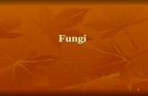 Fungi 1. Video: Fungi Discovery Channel video 2 mins Discovery Channel video 2 mins Discovery Channel video Discovery Channel video 2.