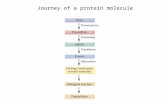 Journey of a protein molecule. I: A protein is born 1.Translation 1) What is translation?