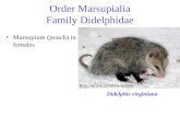 Order Marsupialia Family Didelphidae Marsupium (pouch) in females Didelphis virginiana .