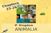 Chapters 23-26 Kingdom ANIMALIA. Kingdom Animalia Animals are……. Eukaryotic Sexual (mostly) Usually multicellular Heterotrophic Motile, if only at certain.