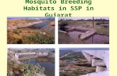 Mosquito Breeding Habitats in SSP in Gujarat. Year 1965 28.99 99,667 29,576 29.67 73,504 29.24 26,163 30.89 197050.35 694,017 199,743 28.78 593,902 26.08.
