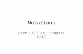 Mutations Germ Cell vs. Somatic Cell.  Gene Mutation: affects either one nucleotide or one codon  Substitution: one nucleotide is replaced with a different.
