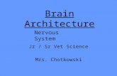 Brain Architecture Jr / Sr Vet Science Mrs. Chotkowski Nervous System.