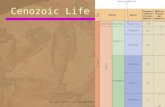 Www.geo.ucalgary.ca/~macrae/timescale/time_scale.gif Cenozoic Life.
