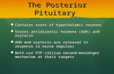 The Posterior Pituitary Contains axons of hypothalamic neurons Contains axons of hypothalamic neurons Stores antidiuretic hormone (ADH) and oxytocin Stores.