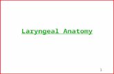 1 Laryngeal Anatomy. 2 Extrinsic Laryngeal Muscles Three Main Purposes: 1) Fixation (primary role) 2) Elevation (move larynx up) 3) Depression (move larynx.